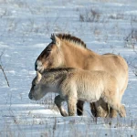 Амага — милота степей: пятый жеребенок лошадей Пржевальского