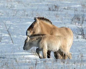 Амага — милота степей: пятый жеребенок лошадей Пржевальского