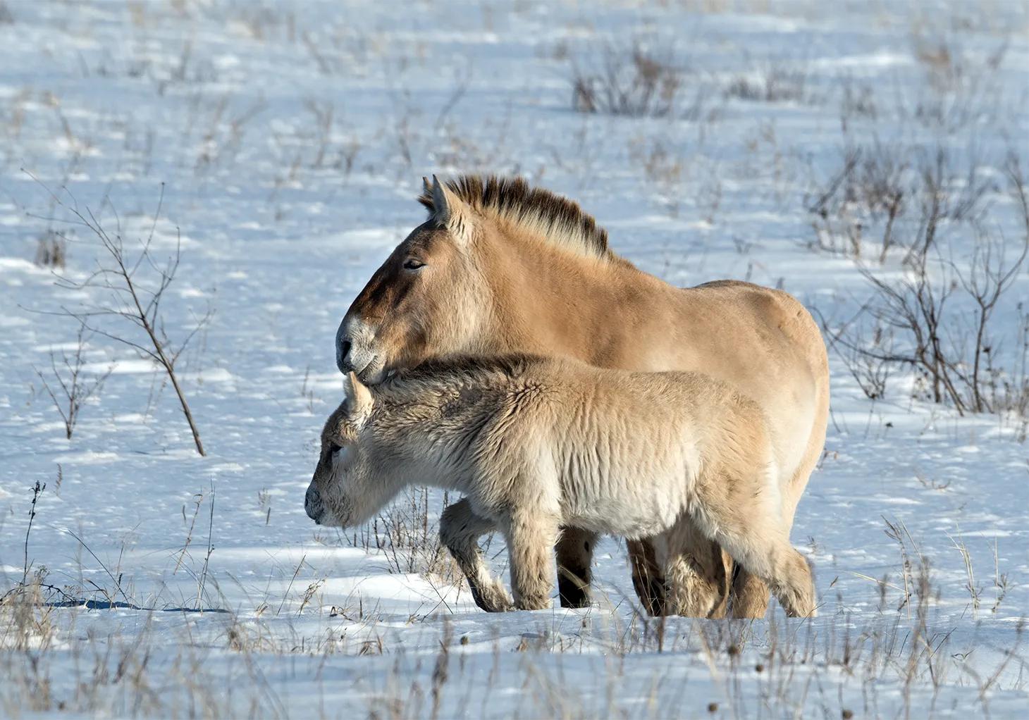 Амага — милота степей: пятый жеребенок лошадей Пржевальского