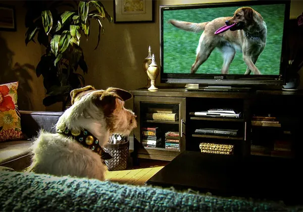 Видео про собаку, которая переживает за экранного друга: эмоции питомцев