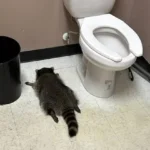 Пьяный енот устроил беспредел в магазине алкоголя в США