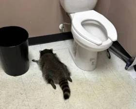 Пьяный енот устроил беспредел в магазине алкоголя в США