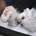 Контрабандист пытался провести голубей через границу в носках