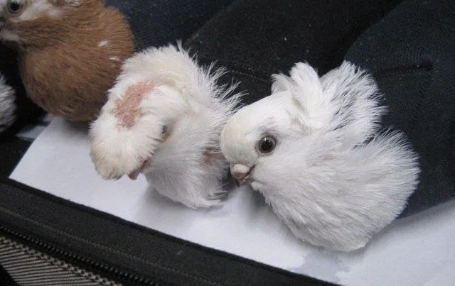 Контрабандист пытался провести голубей через границу в носках