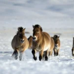 Жеребцы Пржевальского зимой — как ведут себя краснокнижные холостяки