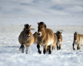 Жеребцы Пржевальского зимой — как ведут себя краснокнижные холостяки