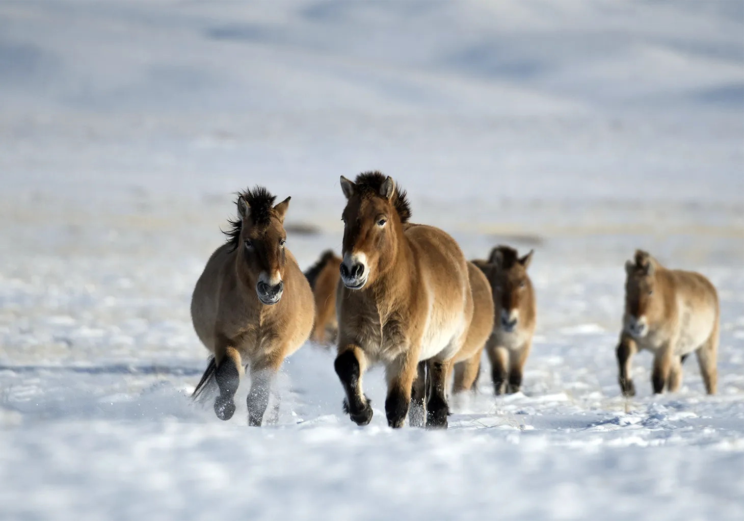 Жеребцы Пржевальского зимой — как ведут себя краснокнижные холостяки