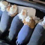 Контрабандист пытался провести голубей через границу в носках