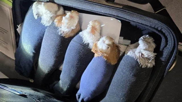 Контрабандист пытался провести голубей через границу в носках