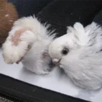 Контрабандист пытался провести голубей через границу в носках