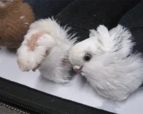 Контрабандист пытался провести голубей через границу в носках