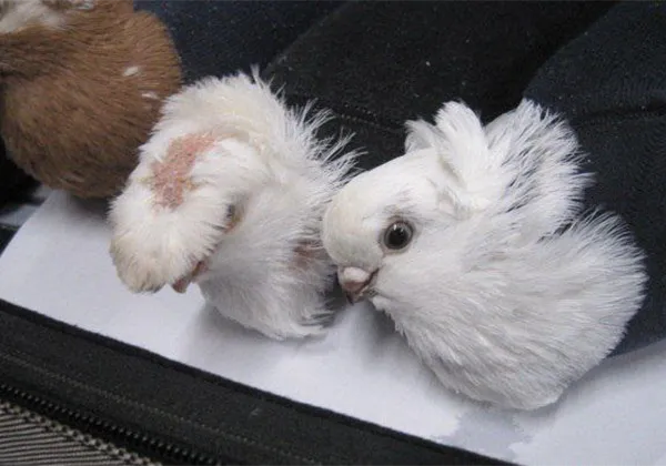 Контрабандист пытался провести голубей через границу в носках