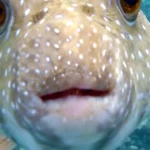 На Кубани мужчине вместо скумбрии продали ядовитого иглобрюха — покупатель чудом выжил