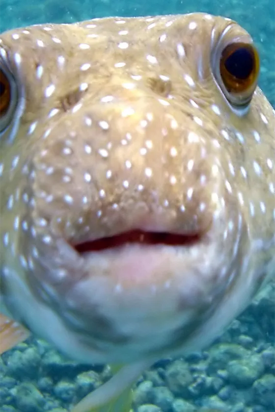 На Кубани мужчине вместо скумбрии продали ядовитого иглобрюха — покупатель чудом выжил