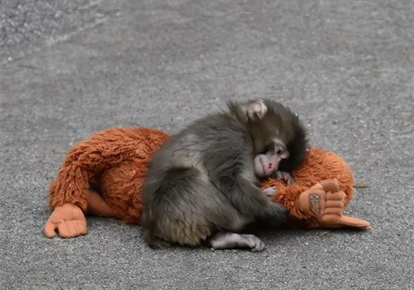 Панч-кун и плюшевый орангутан – вирусное видео с обезьяной