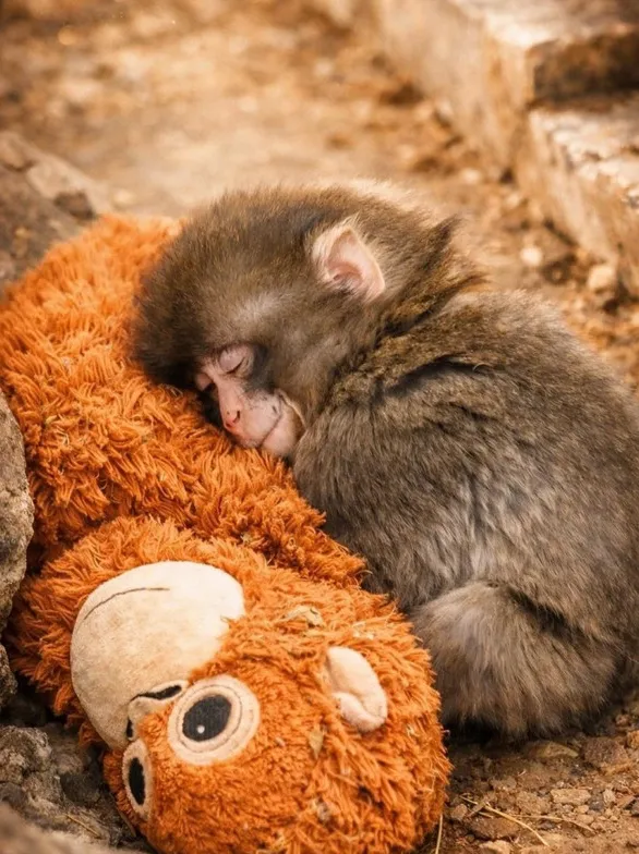 Детеныш макаки Панч вызвал дефицит плюшевых орангутанов после вирусной истории