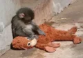 Детеныш макаки Панч вызвал дефицит плюшевых орангутанов после вирусной истории
