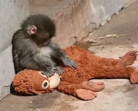 Детеныш макаки Панч вызвал дефицит плюшевых орангутанов после вирусной истории