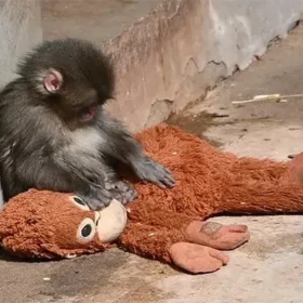 Детеныш макаки Панч вызвал дефицит плюшевых орангутанов после вирусной истории