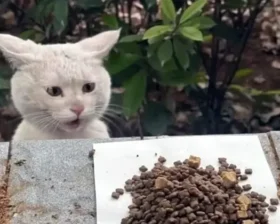 Кот удивляется еде каждый день