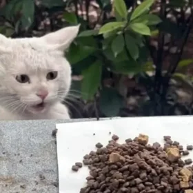 Кот удивляется еде каждый день