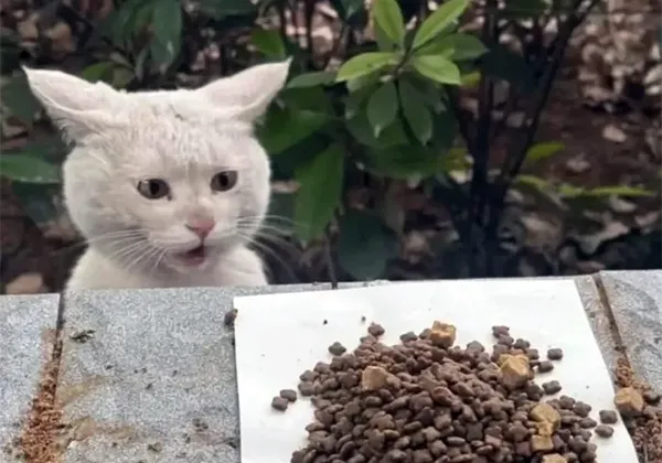 Кот удивляется еде каждый день