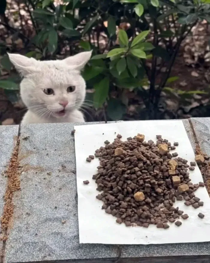 Кот удивляется еде каждый день