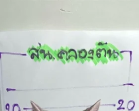 Кошка напала на полицию в Бангкоке - смешная история с неожиданной развязкой