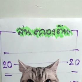 Кошка напала на полицию в Бангкоке - смешная история с неожиданной развязкой