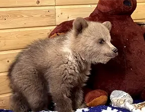 Медведица Дынька и щенок Арбузик в зоопарке «Земля прайда»