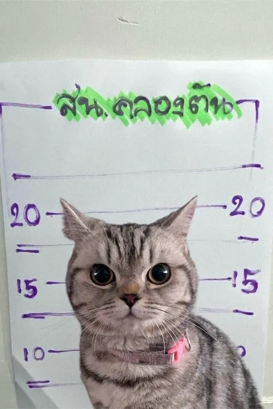 Кошка напала на полицию в Бангкоке - смешная история с неожиданной развязкой