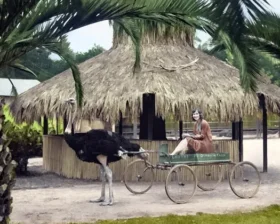 страусиная повозка Лос-Анджелес 1930 страусиная ферма