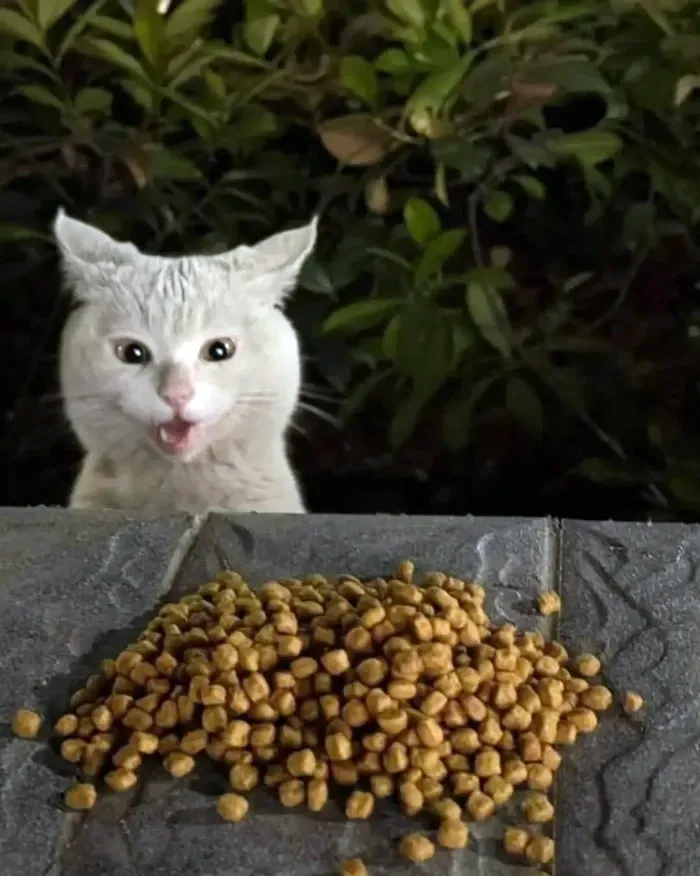 Кот удивляется еде каждый день