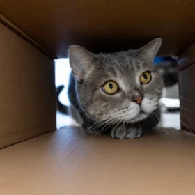 Кошка в посылке на почте