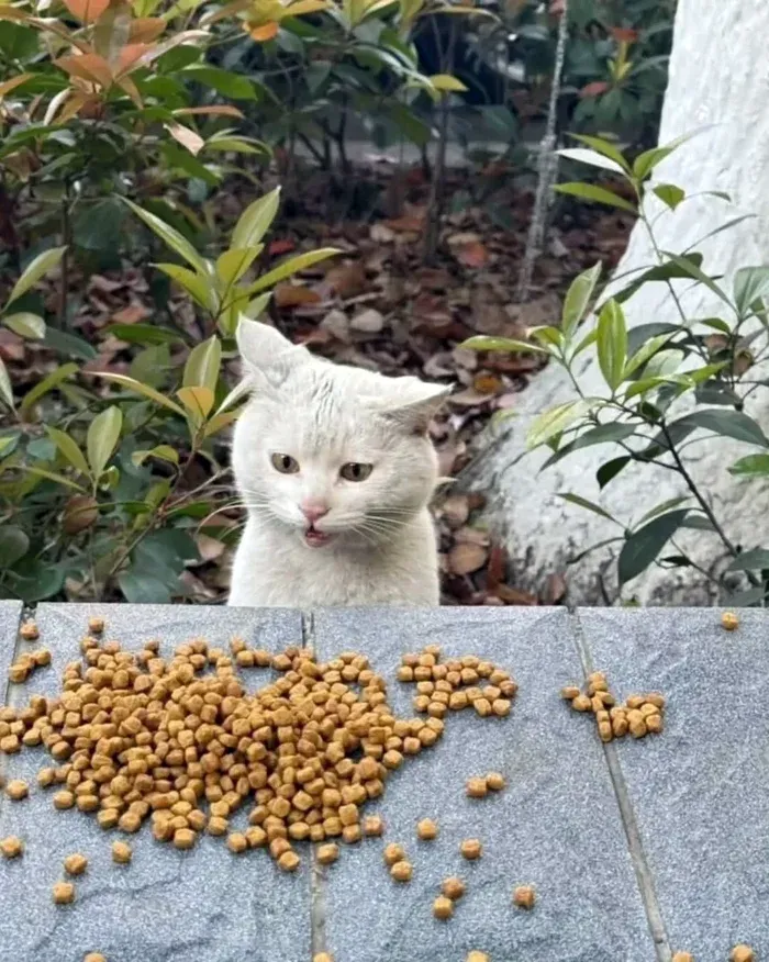 Кот удивляется еде каждый день