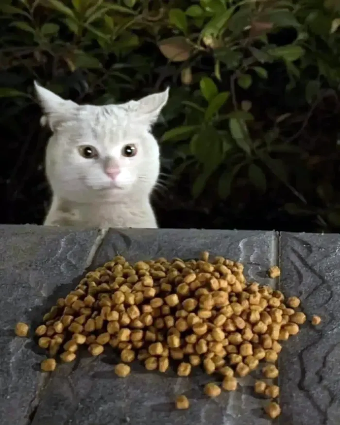 Кот удивляется еде каждый день