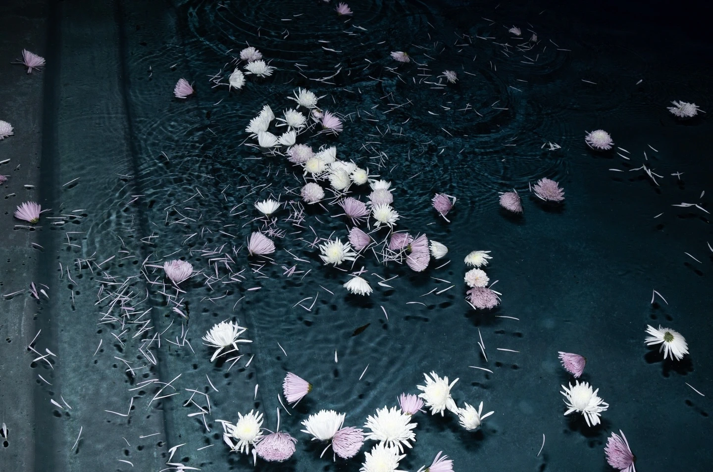 Аня Тейлор-Джой день рождения платье Rodarte