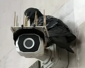 Голубь у метро Октябрьская в Минске не сдаёт свою точку