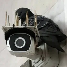 Голубь у метро Октябрьская в Минске не сдаёт свою точку