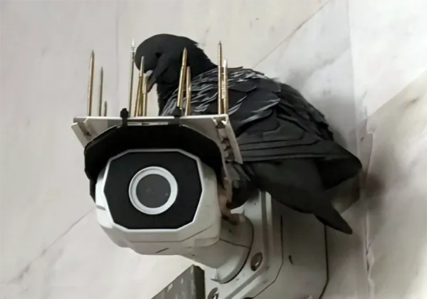 Голубь у метро Октябрьская в Минске не сдаёт свою точку