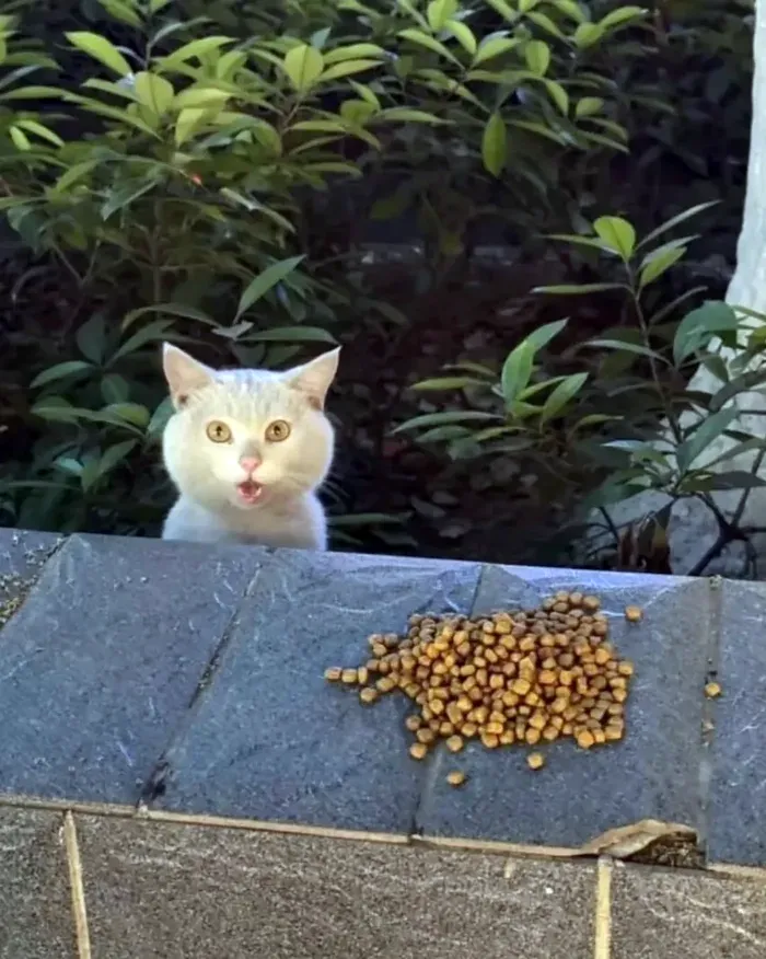 Кот удивляется еде каждый день