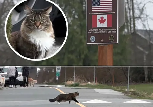 Кот Луи Виттон пересекает границу США и Канады