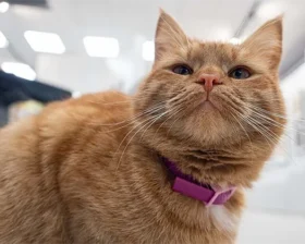 Кошка Марсель с котятами в витебском музее современного искусства