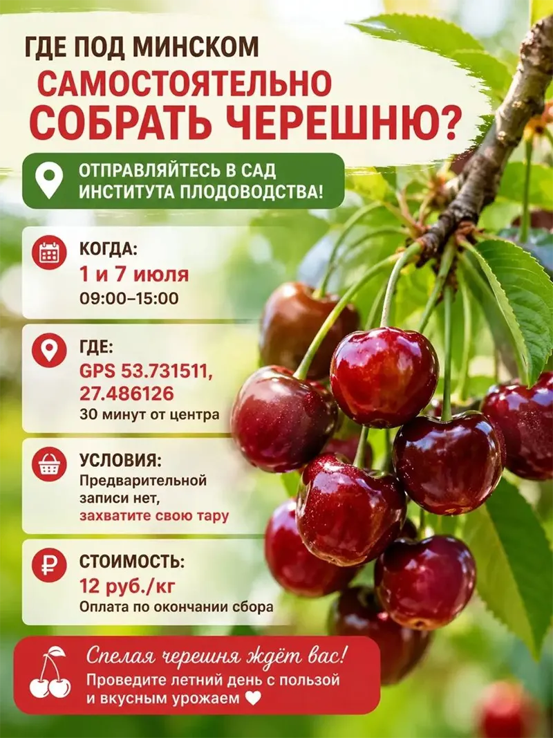 Сбор черешни под Минском в Институте плодоводства. Спелые ягоды на дереве, летний урожай 2026