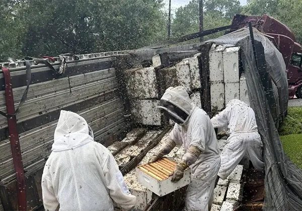 Техас: перевернувшаяся фура с пчелиными ульями и рой насекомых на ближайших деревьях