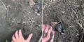 Школьницы из Борисова закопали щенков и сняли это на видео