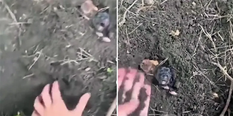 Школьницы из Борисова закопали щенков и сняли это на видео