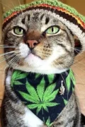 Самодельные ошейники с наркотиками сняли с кота у ворот колонии
