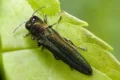 Взрослая ясеневая изумрудная златка (Agrilus planipennis) на коре дерева