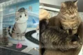 Кошка Санбао в аэропорту Ланьчжоу: одна из трех сотрудниц «отдела по борьбе с мышами» патрулирует техническую зону воздушной гавани